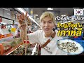 Fresh seafood at Jagalchi market, Biggest Fish Market in South Korea | Nutapiwich in Busan EP.2/3