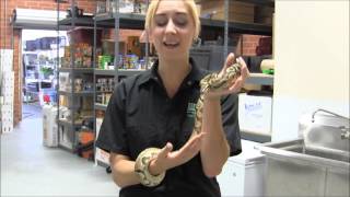 Male Fire Ball Python