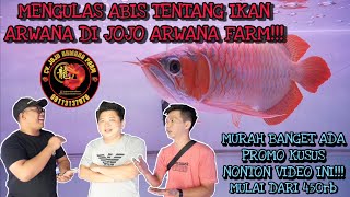 MENGULAS ABIS TENTANG IKAN ARWANA DI JOJO ARWANA FARM !!!