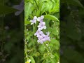 金露花 duranta erecta 金露花 duranta 花 flowers