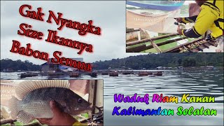 Sensasi Strike Nila Babon Keramba Gantung Ahim Bukit Batas - Mancing Di Waduk Riam Kanan KalSel 2023