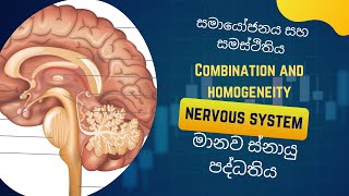 Human nervous system; මානව ස්නායු පද්ධතිය