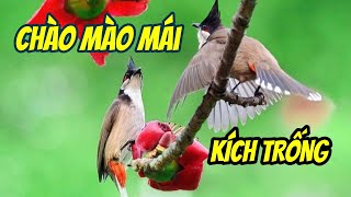 Chào mào mái hót kích trống mau lên lửa