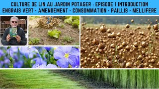 Culture du lin au jardin potager. Episode 1 : pourquoi cultiver le lin (engrais vert \u0026 amendement) ?