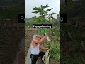 methods to dwarf a papaya tree farming agriculture ideas id