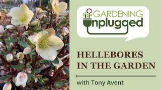 Gardening Unplugged - Hellebores in the Garden with Tony Avent