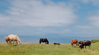 汐首山は野生の馬に出会える山