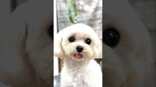 超スッキリ可愛く変身！マルプー・ロン君2歳6ヶ月 #maltese #toypoodle #マルプー #マルチーズ #トイプードル #犬 #dog #トリミング #佐野市