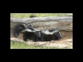 amazing facts about skunks