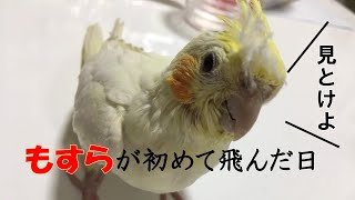 オカメインコの「もすら」が初めて飛んだ日 　雛《cockatiel first flying》