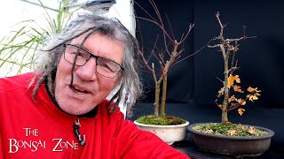 Pruning My Arakawa and Field Maples, The Bonsai Zone, Dec 2024