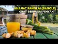 Khasiat Panglai (Bangle) dan Cara Membuat Ramuannya