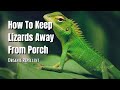 How To Keep Lizards Away? - The Walled Nursery