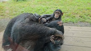 子どもが３人、モモ、イチロー、カリンバ　平川動物公園　チンパンジー　202411