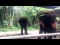 elephants chained up all day