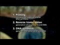 replication hbv.mpg