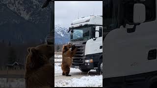 Baby Bear Blocks Road to Protect Injured Mother