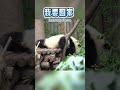 🐼今天的大熊貓績然像不像一大早被拖去上班上學的你~ #shorts #大熊貓績然