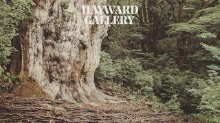 Among the Trees - Walking Among Giants: The Lifespan of Trees | Hayward Gallery
