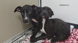 Friendship APL: 54 dogs rescued across 2 Lorain County properties