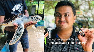 Turtle Watching in Sri Lanka, ശ്രീലങ്കയിലെ കടലാമകൾ, EP #