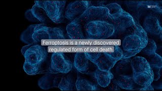 The emerging roles of MAPK-AMPK in ferroptosis