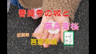 滋賀の城さんぽ 菩提寺城（湖南市）