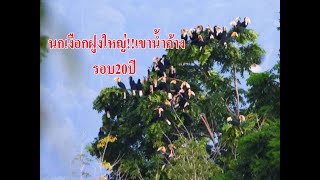 @เขาน้ำค้าง#ตื่นตาตื่นใจ!!นกเงือกฝูงใหญ่รอบ20ปี