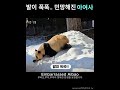 발이 푹푹..민망한 아여사│embarrassed aibao aibao 아이바오 twin panda korea ruihui 루이후이