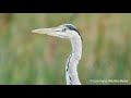 grey heron fact file british wildlife facts