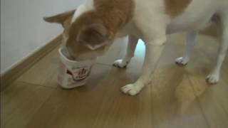 ヨーグルトのカップを超熱心になめる犬Dog licking yogurt