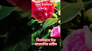 লাল ফুল #shorts #shortsfeed #flowers #viral #dua #beautifulquranrecitation