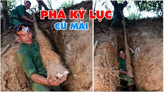 CỦ MÀI LỊCH SỬ, LẦN ĐẦU TIÊN ĐÀO ĐƯỢC - Thợ Rừng