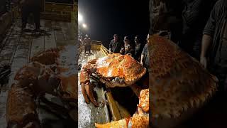 big orange crab pacific #pacificocean #ai #fishing #pacific #seafood #deepsea #deepocean #crab