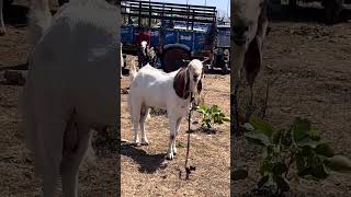 kota goat at Gandhinagar bakra Mandi#gulabikota  #viralshorts#viral#mandi  #kotabakra#whiteeyes