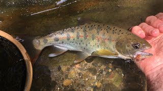 Fly Fishing for Wild Native Cherry Trout (산천어)