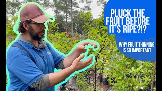 Pluck Your Fruit Early! Why Fruit Thinning is CRUCIAL to Your Fruit Tree