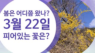 [3월 22일] 피어있는 꽃은? [벚꽃] 봄소식