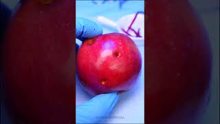 Worms in the apple Needs fruit surgery to remove the worms #shorts