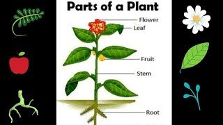 Parts of a Plant | Learn About Plant Parts and Their Functions | Parts of a Plant for Kids