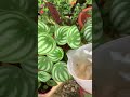 RAHASIA PEPEROMIA SUBUR RIMBUN #fyp #plants #short #tips #tutorial #viral #pupukorganik