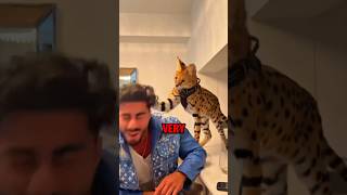 The Most Aggressive House Cat: Savannah Cats #shorts #animals #cats