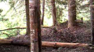 Thunder Creek Black Bear | Citizen Wildlife Monitoring Program June 2009