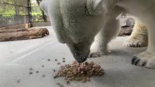 今日のおやつタイム【しろくまピース】美味しそうに食べる❤️とべ動物園にて