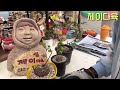 구갑용 구갑룡 succulents 多肉植物