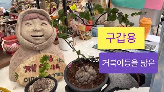 구갑용 | 구갑룡 | succulents | 多肉植物