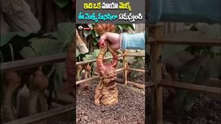 ఈ మొక్క మనిషిలా ఏడుస్తుంది #telugushorts #youtubeshorts #factsintelugu #viralshorts