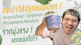 แนะนำวิธีปลูกแบบเปียก! ไม้ตระกูลเงินไหลมาSyngonium,Philodendronให้รากเดินดี ใบไม่ช้ำกับไม้ชอบชื้น