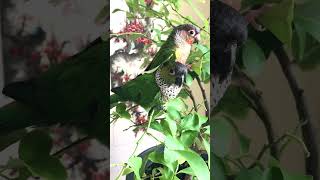 How many cute conure parrots do you see sitting in the lemon tree? | Pets and Birds