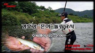 육봉은어陸封香魚 - 수박향 나는 은어 경호강 은어놀림낚시  land-locked sweetfish #1